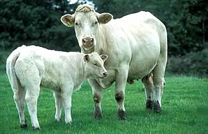beef cow and calf